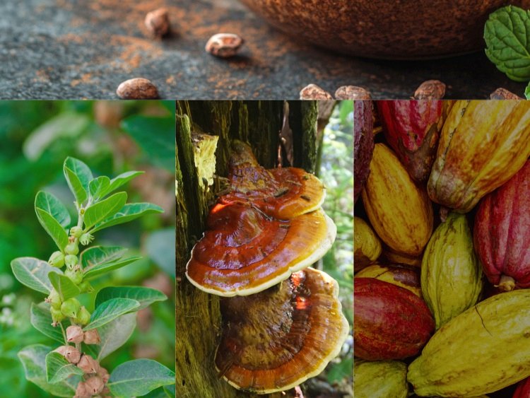 Herbal-Infused Chocolate Workshop