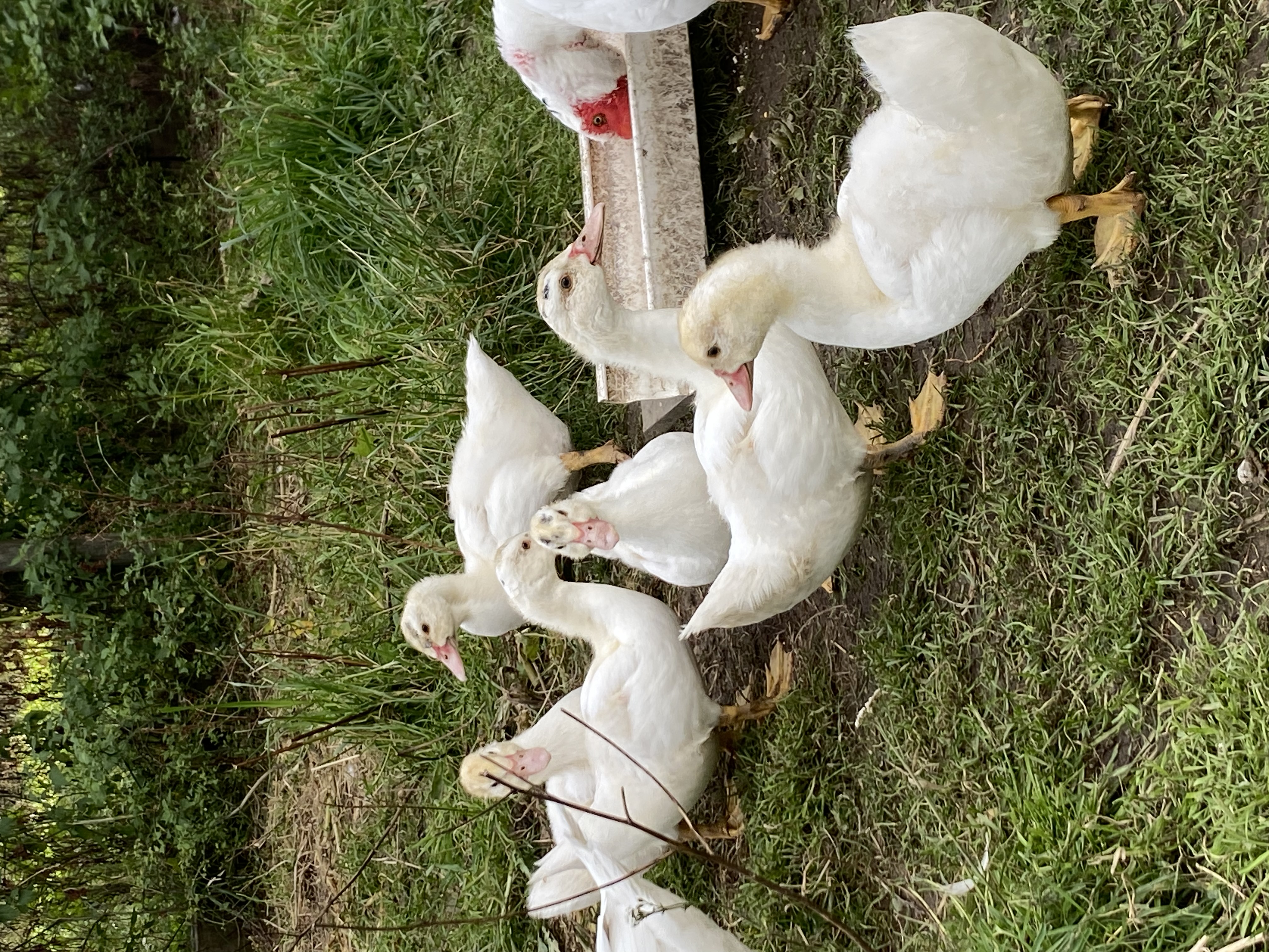 Farm stay near town photo 2