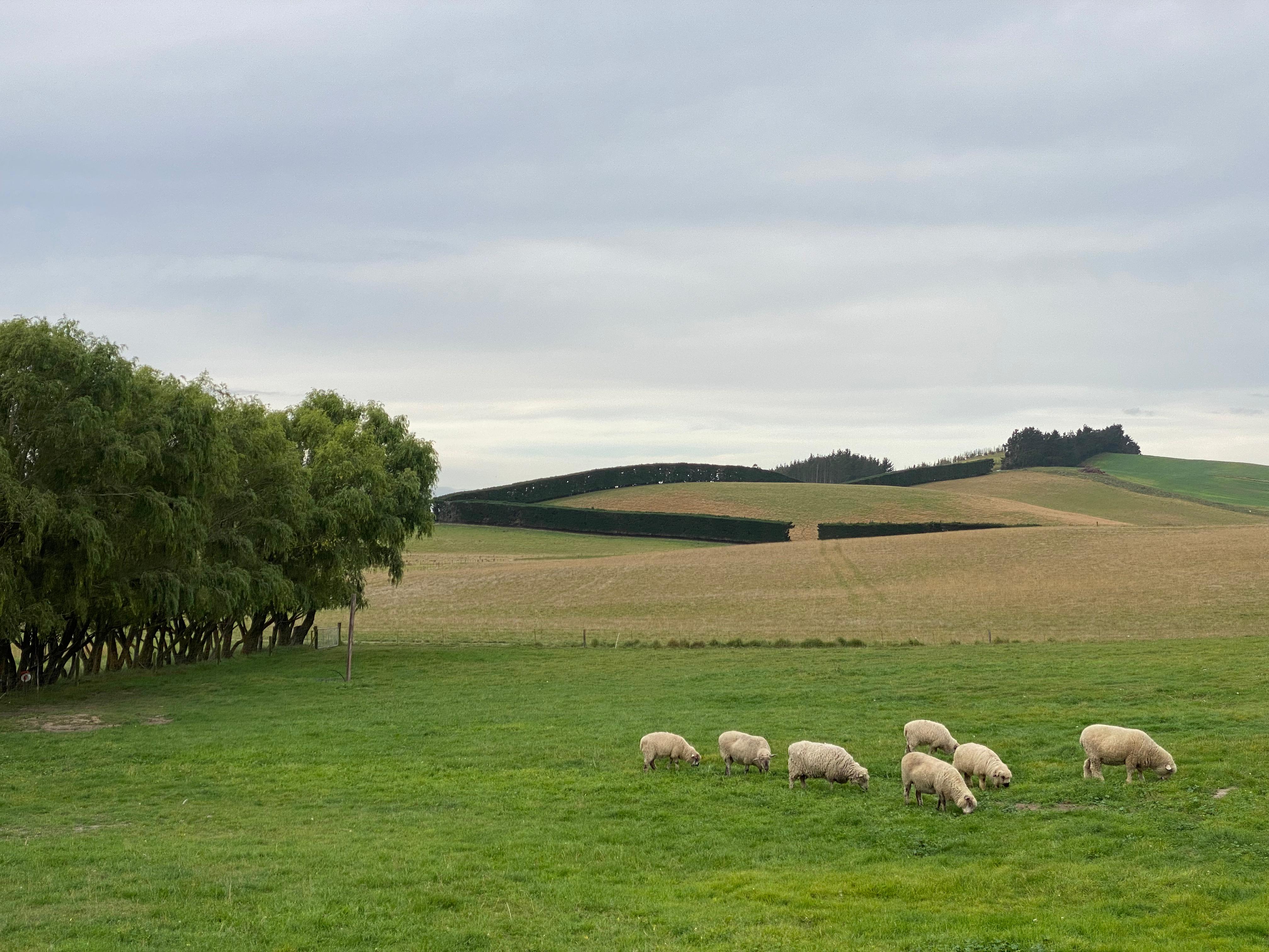 Authentic farm stay photo 1