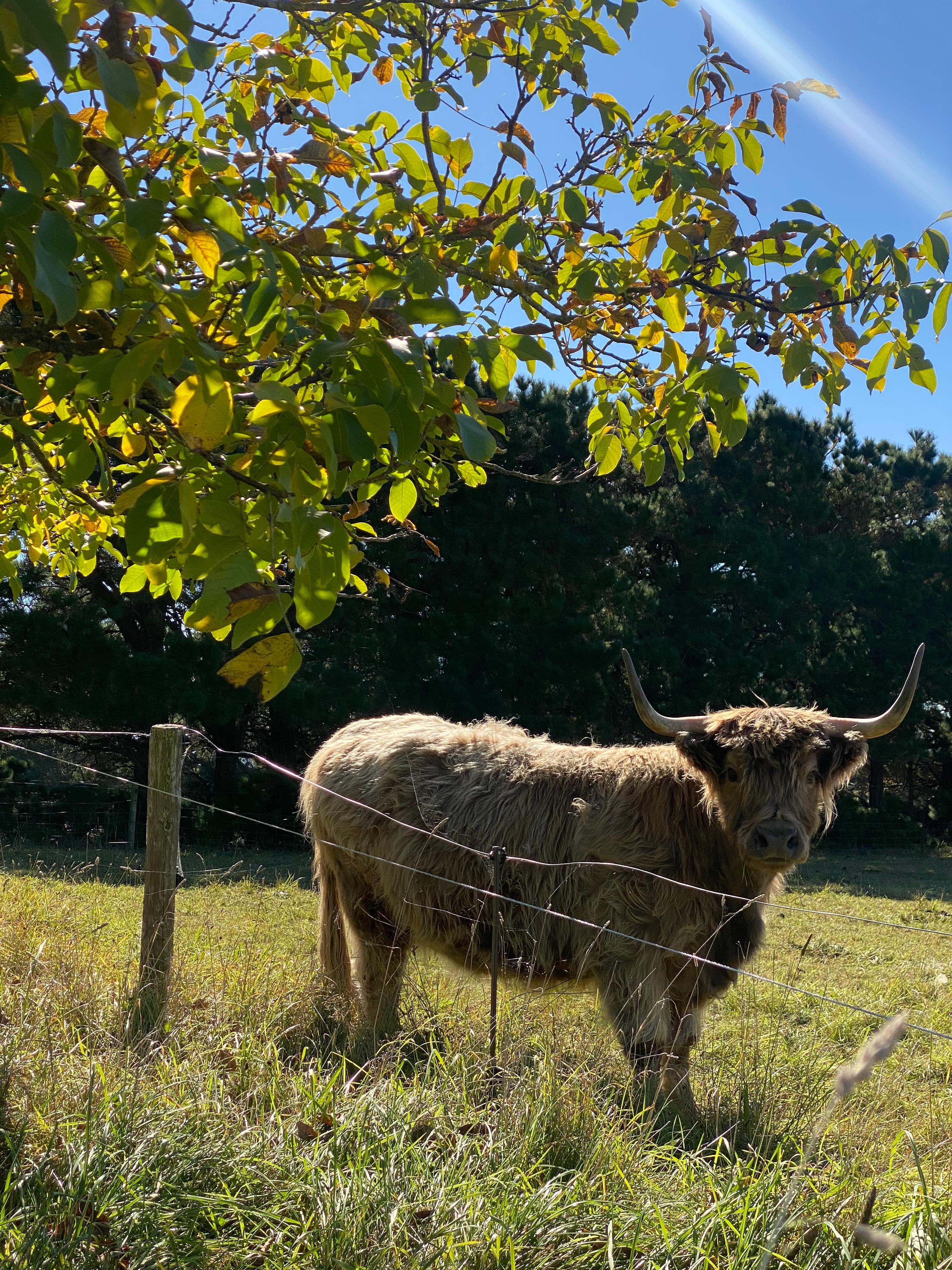 Authentic farm stay photo 2