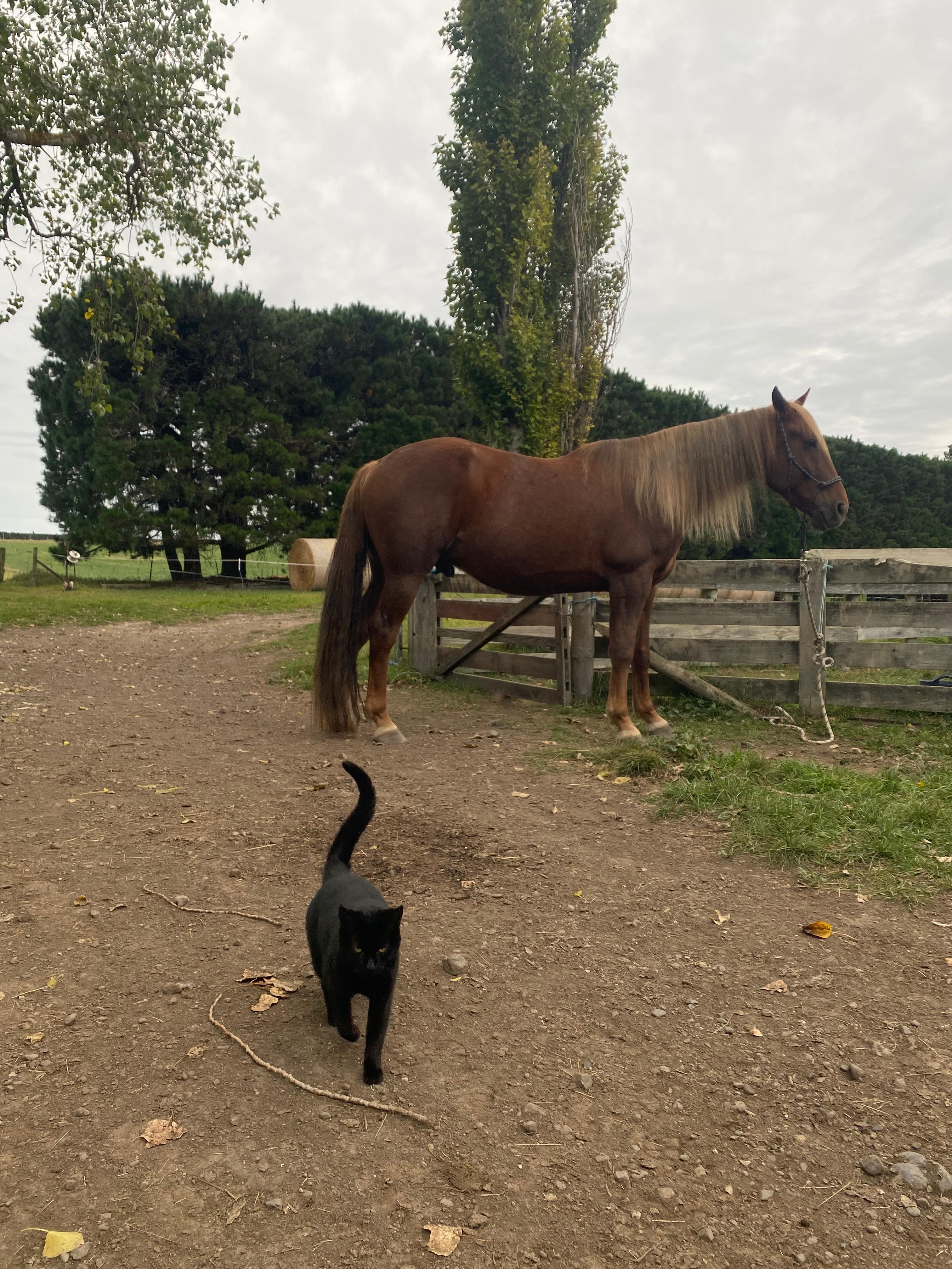 Authentic farm stay photo 3