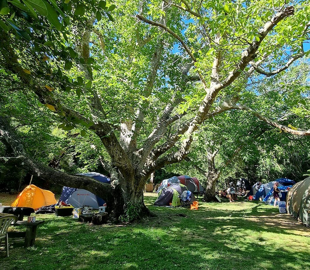 Little River Campground and Manaia Native Habitat photo 3