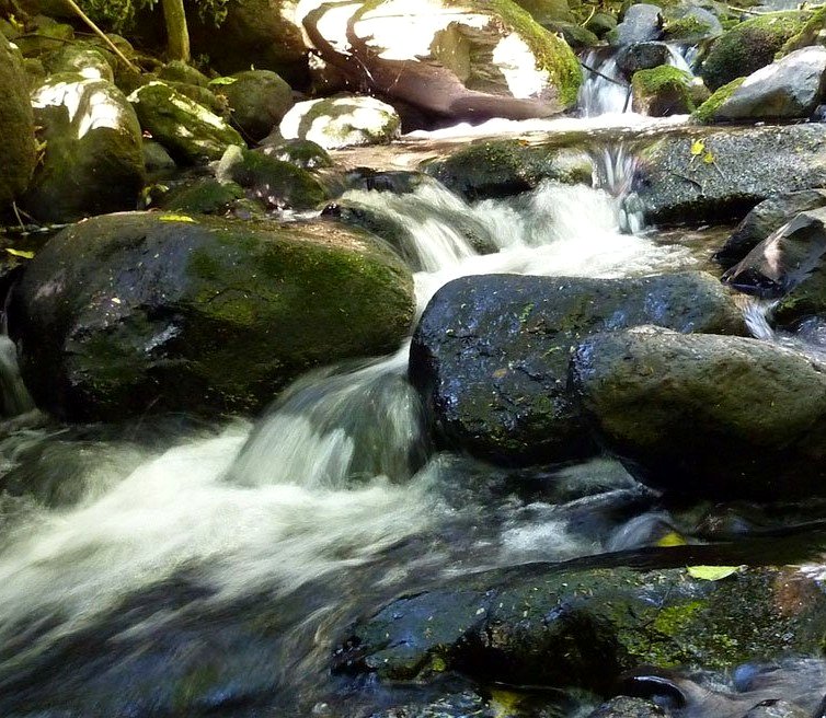 Little River Campground and Manaia Native Habitat photo 10