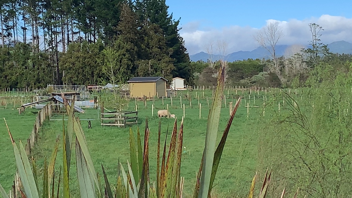 Serene Coromandel Paradise photo 2