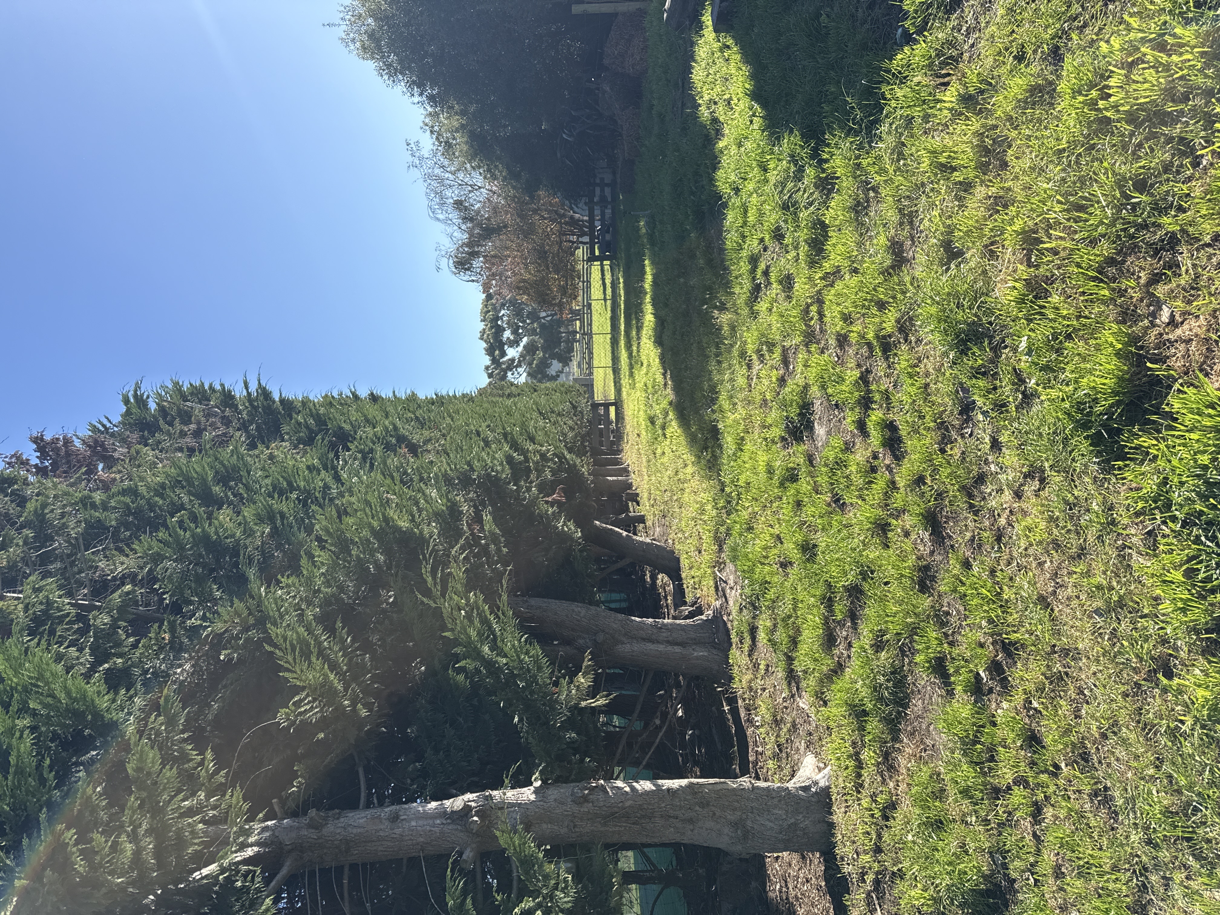 Oamaru North behind the hedge! photo 1