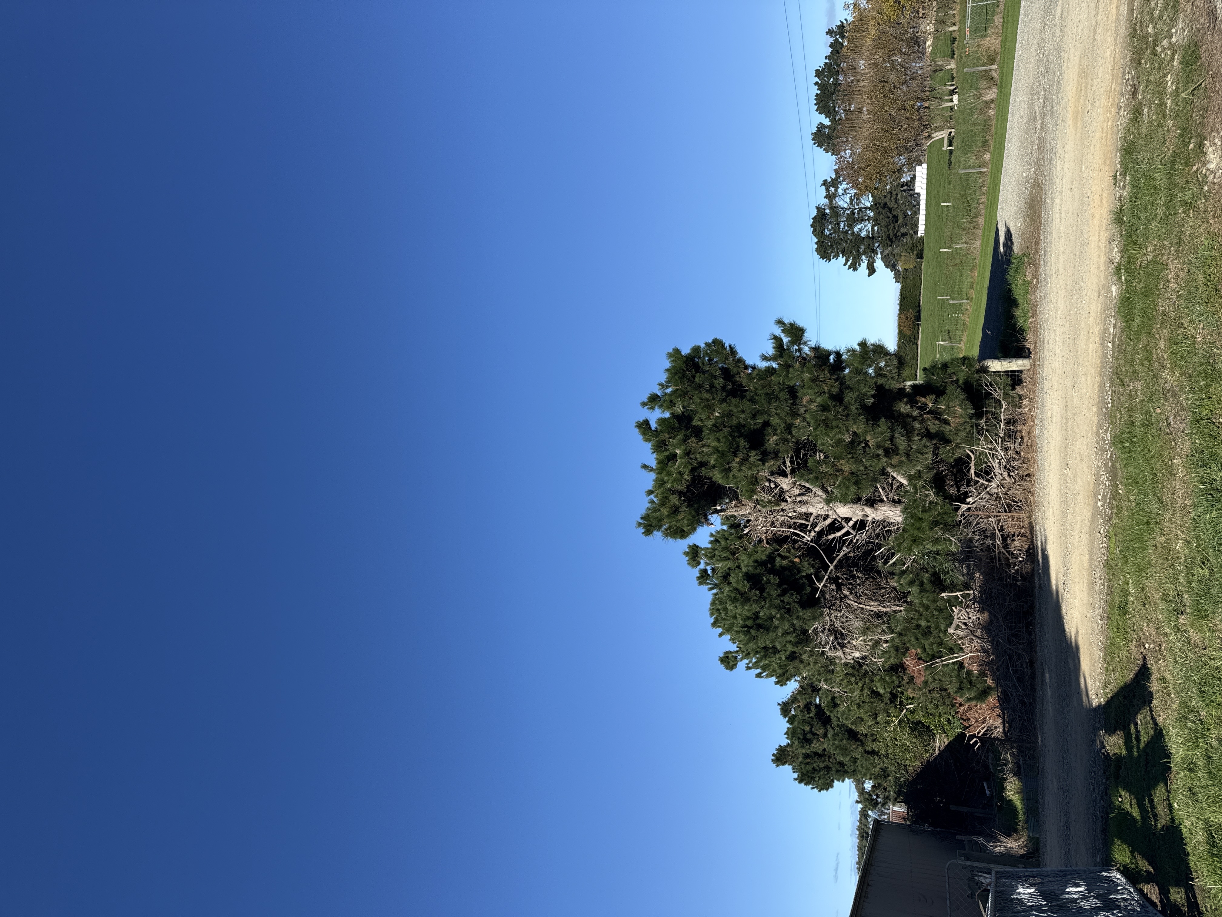 Oamaru North behind the hedge! photo 2