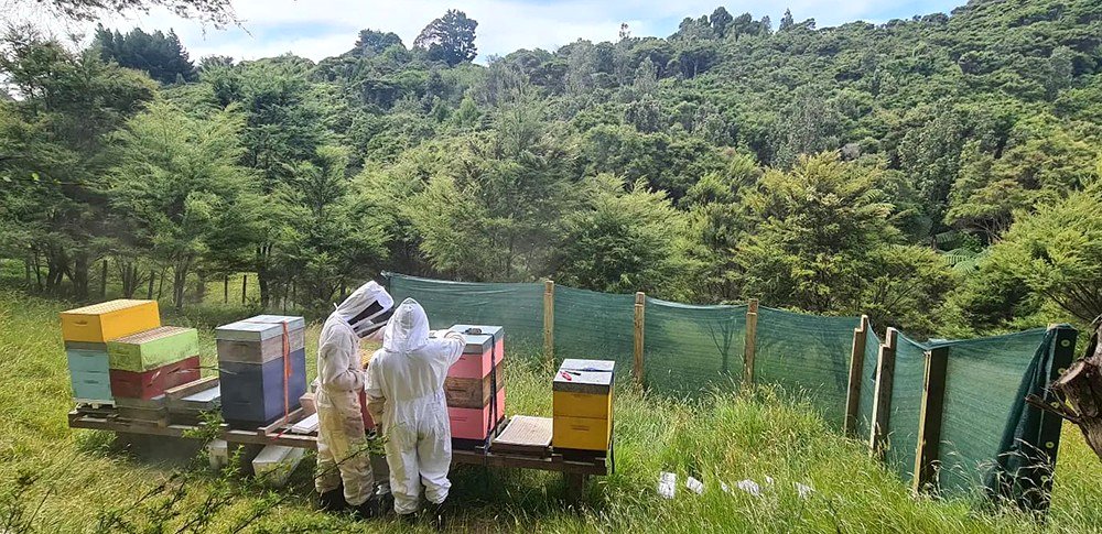 Introduction to beekeeping