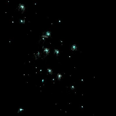 Glowworm walk under the stars
