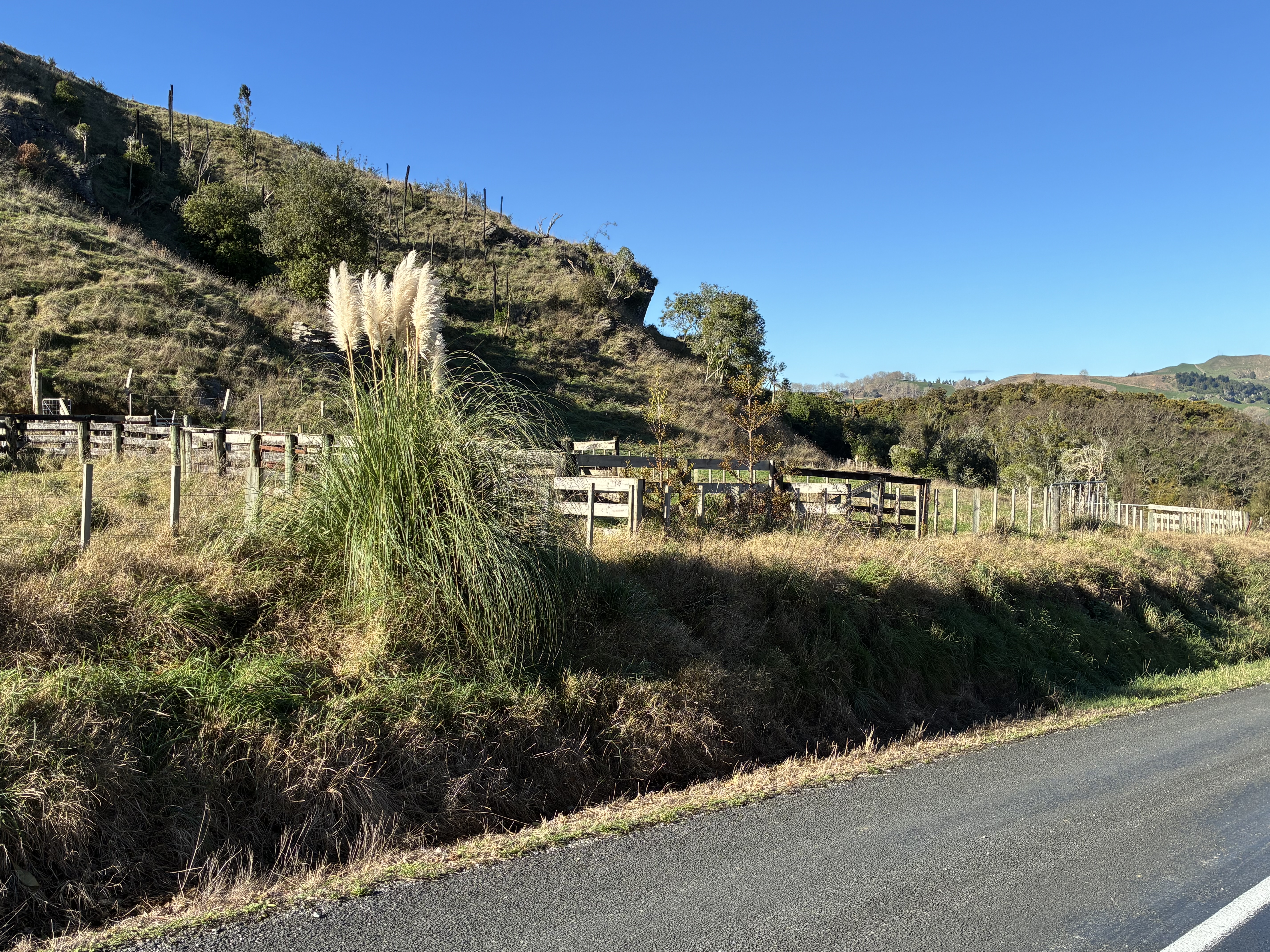 Quiet Waitomo stockyard paddock photo 3