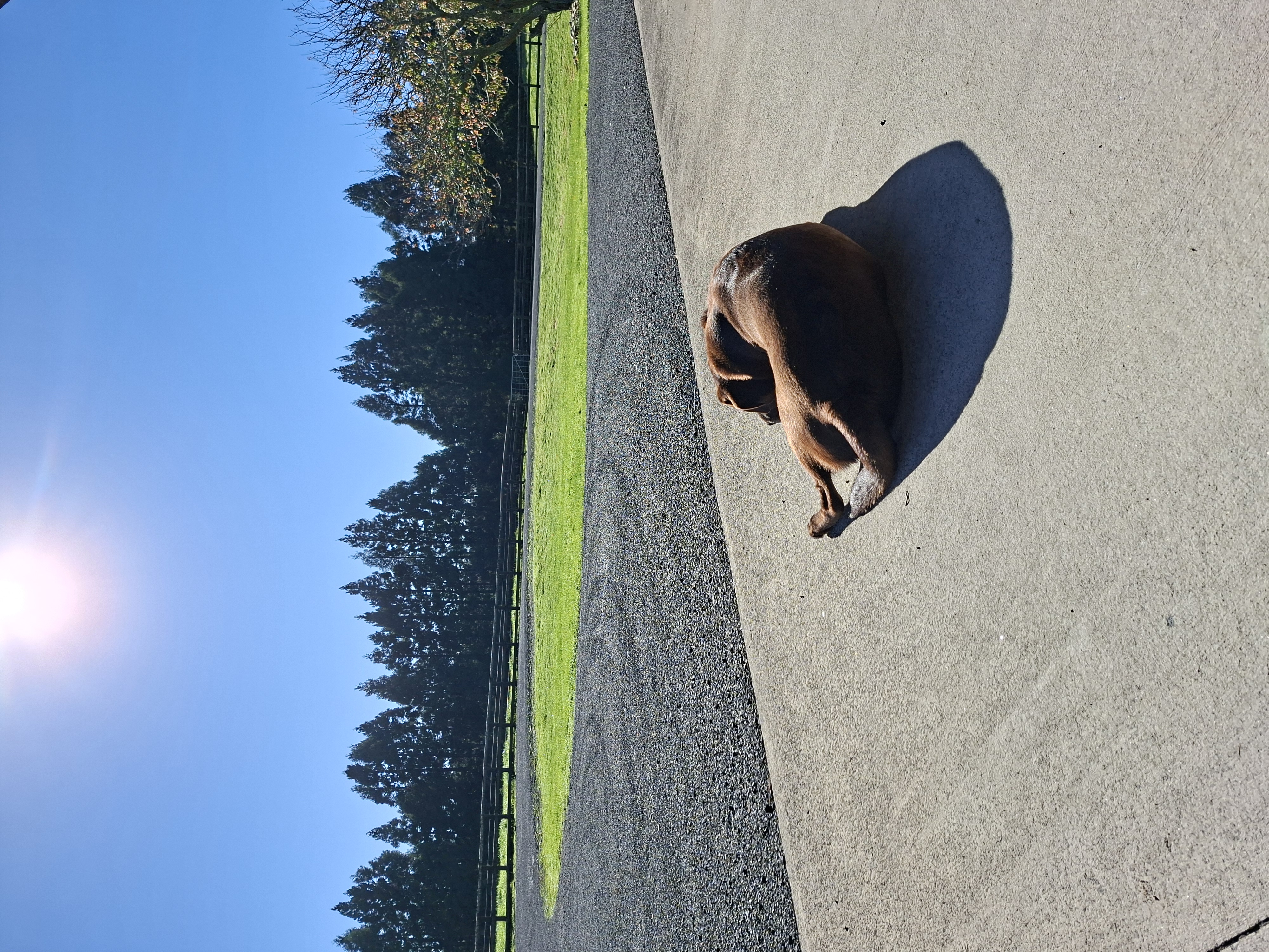 Beautiful quiet lifestyle block photo 2