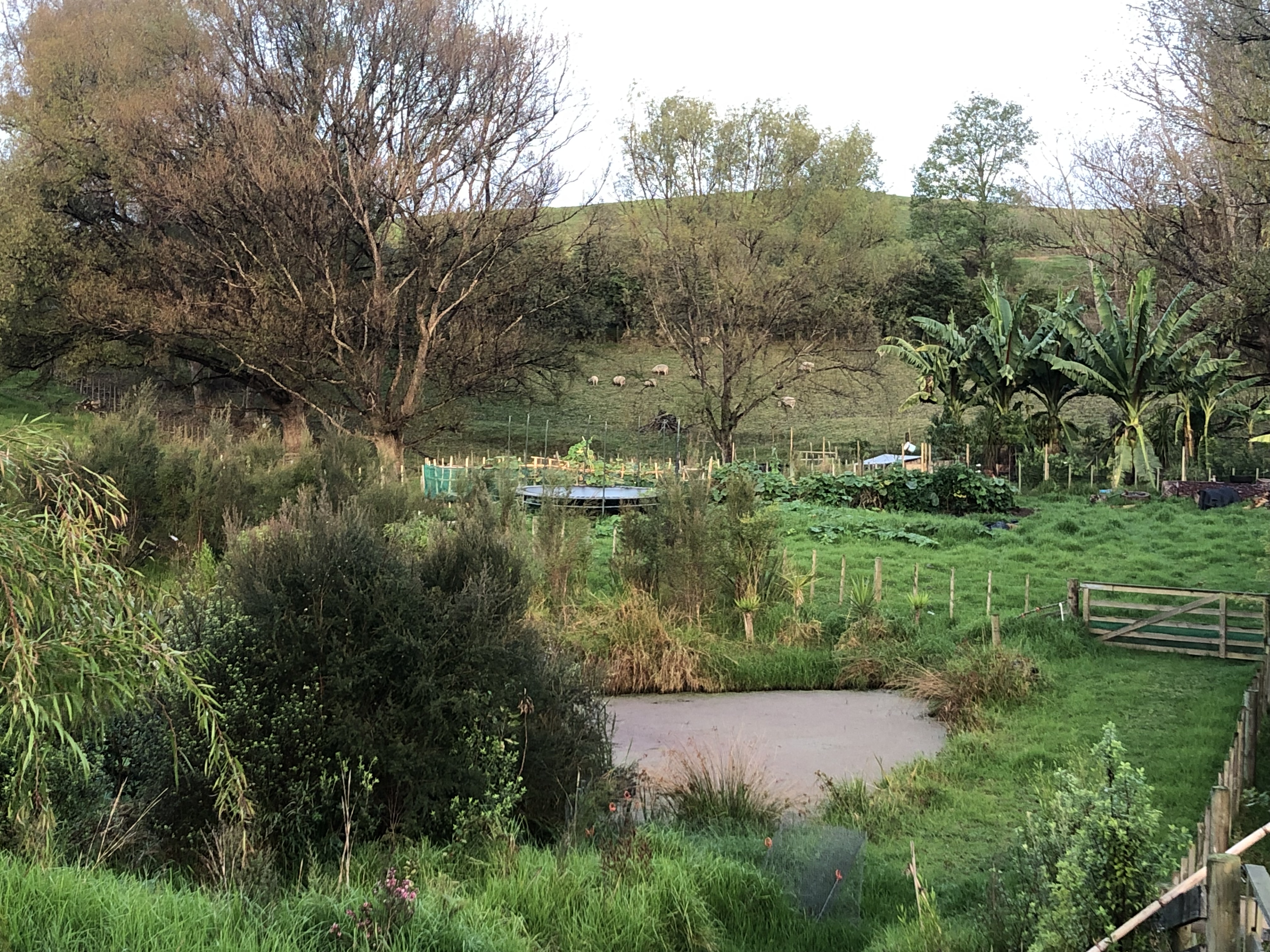 Rural permaculture lifestyle block