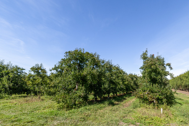 Grassmere Orchard & Cat Resort photo 4