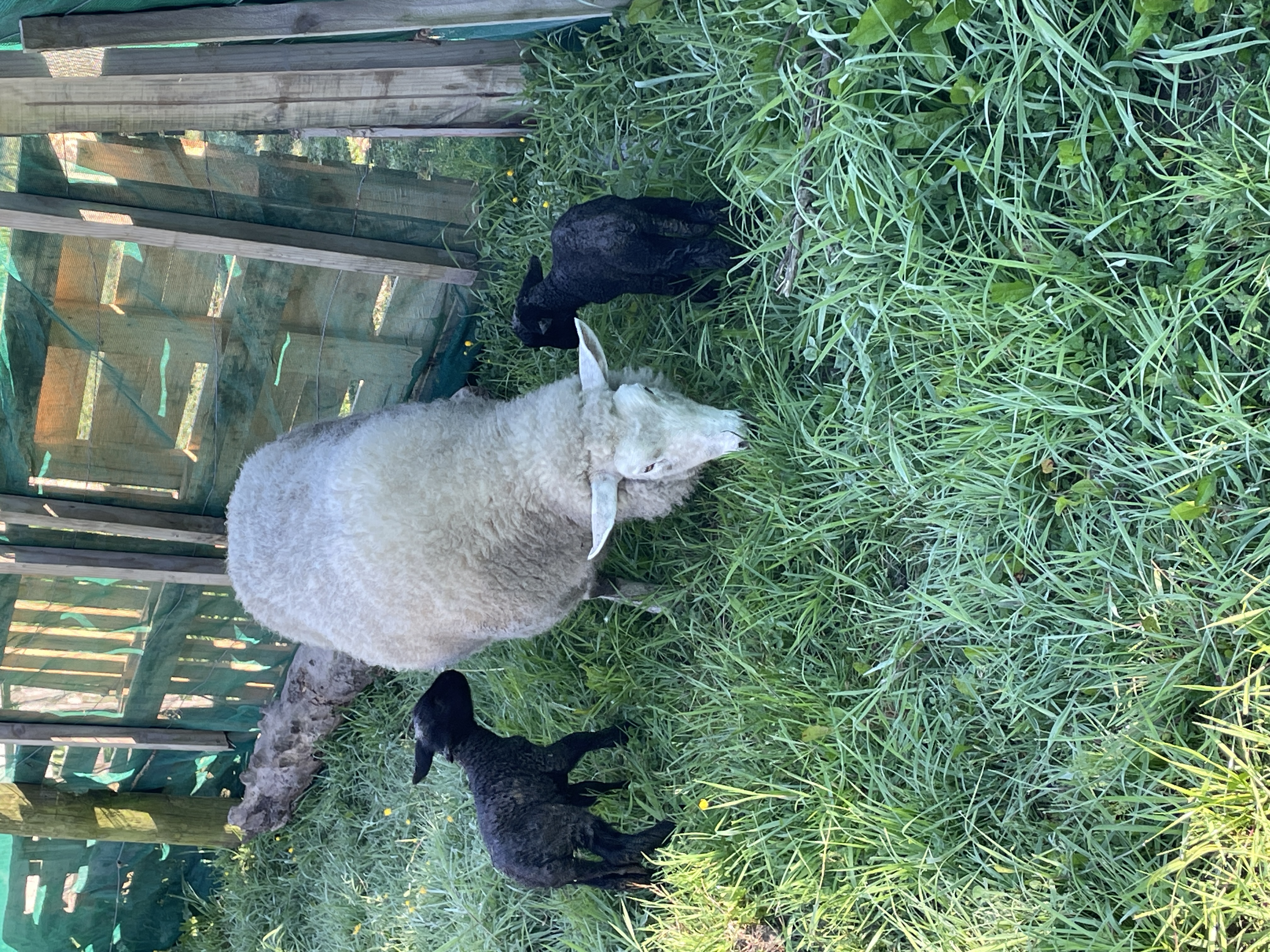 Nature Farm photo 3