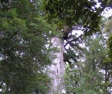 Big Tōtara Walk, walk in Southland