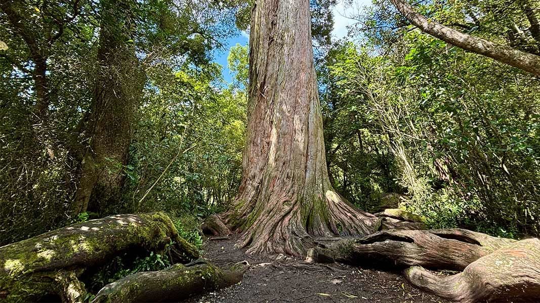 Big Tree Walk