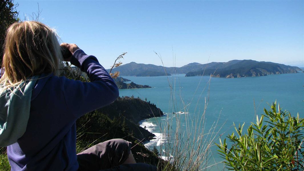 Black Jack Track, walk in Marlborough