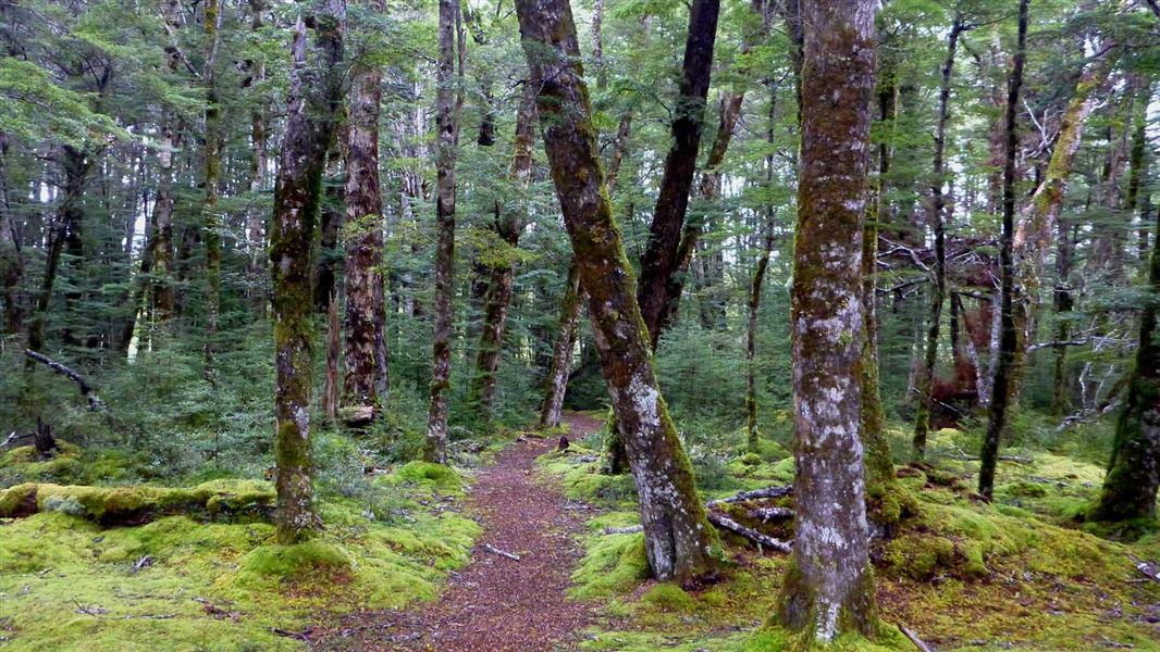 Borland Road to Monowai Hut Track