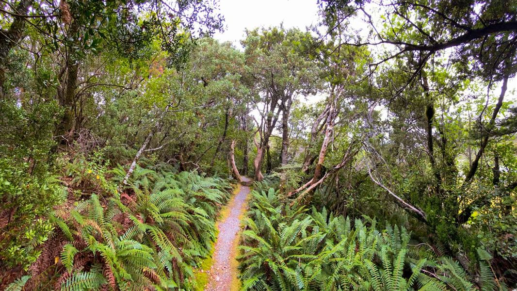Bowen Bush Walk