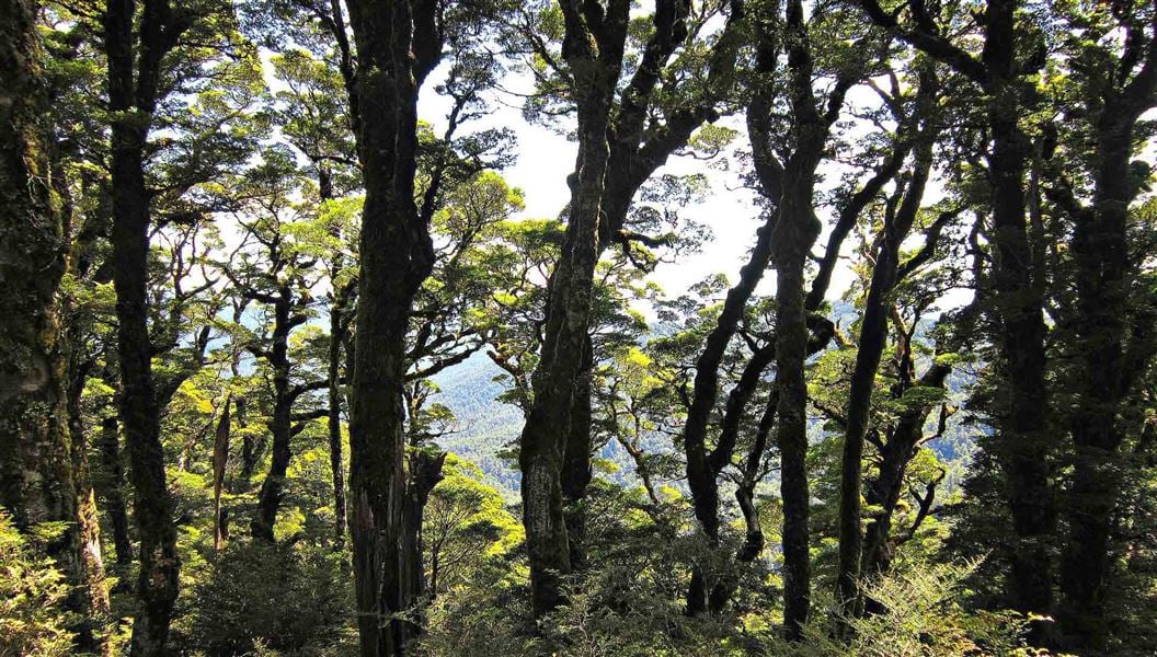 Boyd, Oamaru and Cascade Hut tracks, walk in Hawke's Bay