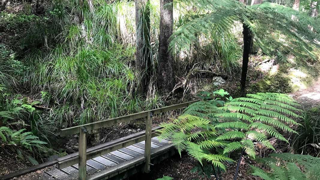 Catchpool Loop Walk, walk in Wellington