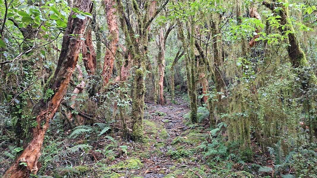 Cockayne Nature Walk