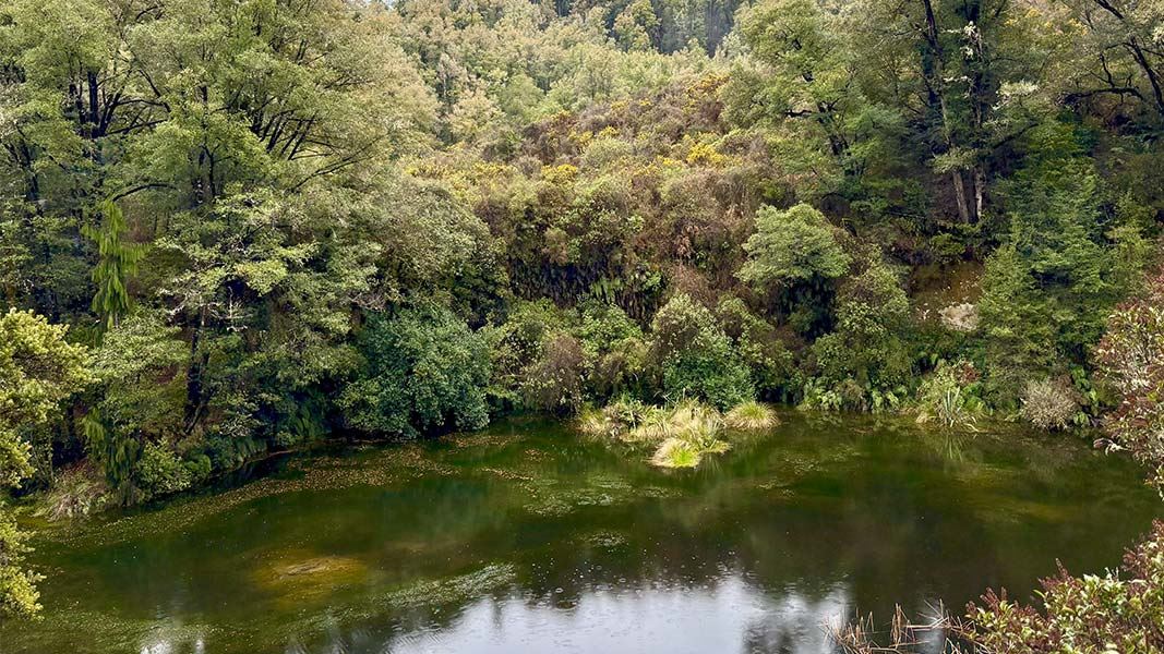 Colls Dam Walk, walk in West Coast