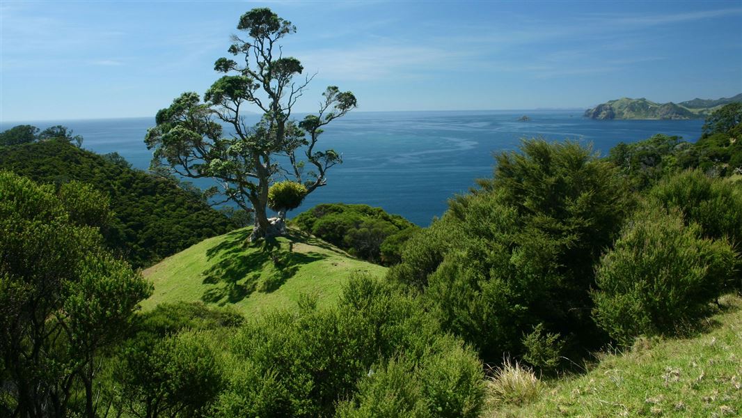 Coromandel Walkway and mountain bike track
