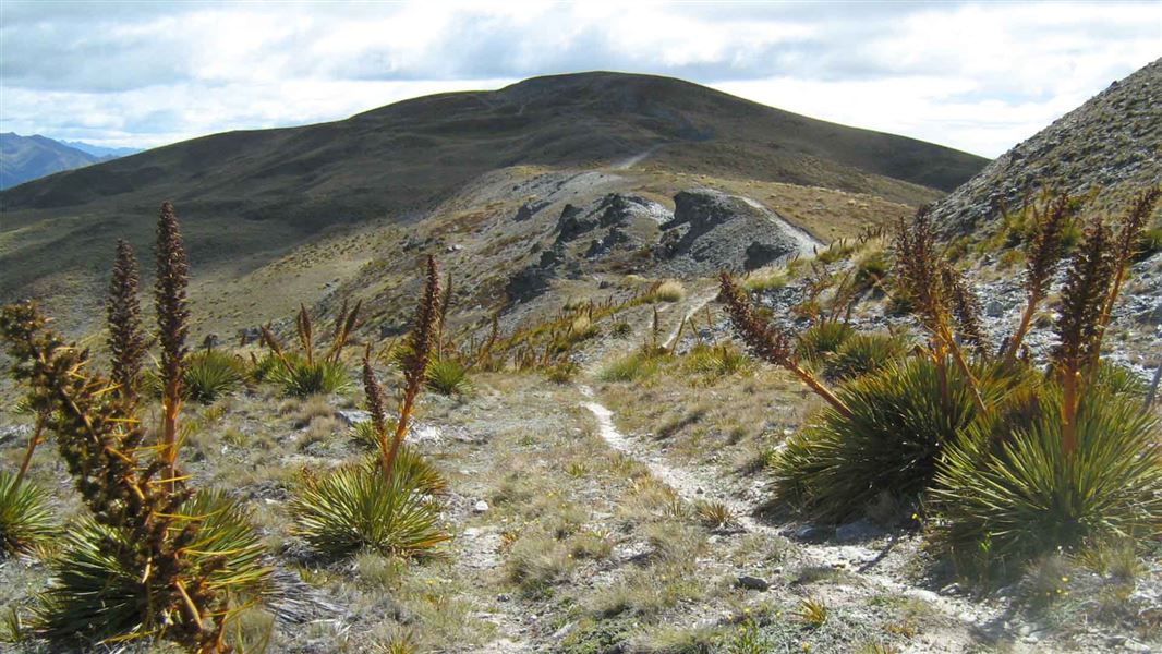 Crown Range Road summit to Tuohys Gully