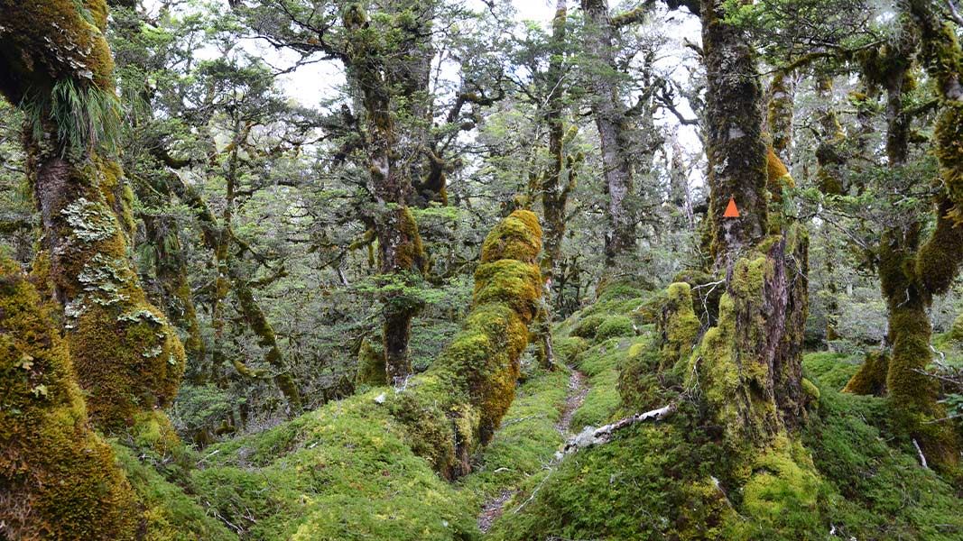Deadmans Track