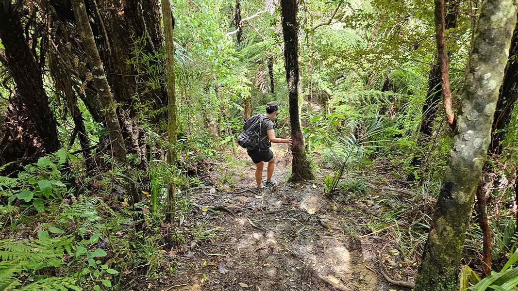 Dome Forest car park to Waiwhiu Grove