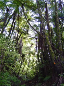 Eliza Mine Loop Track