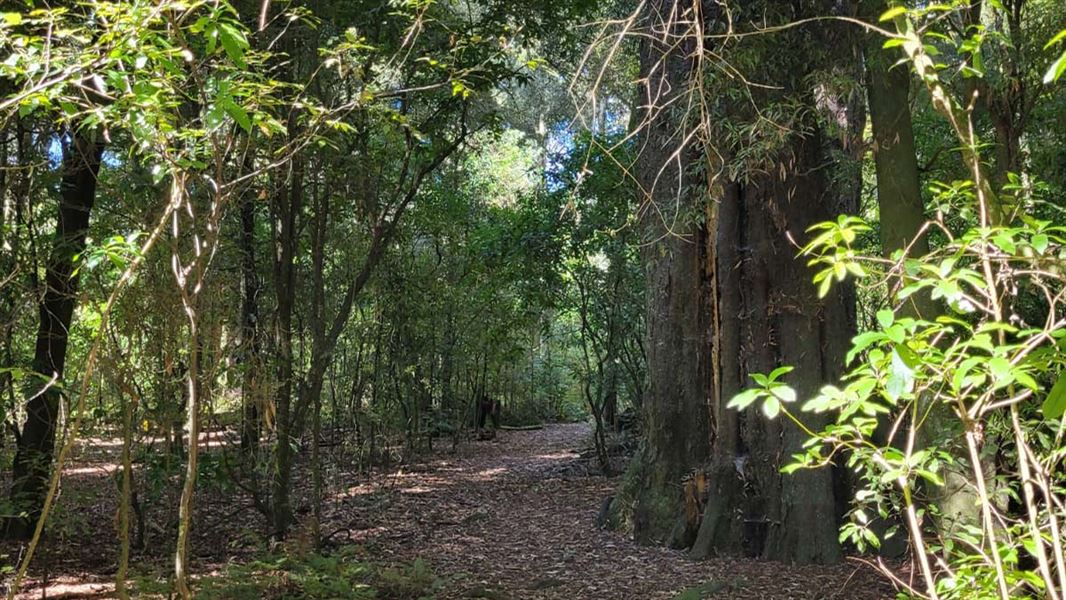 Elsthorpe Scenic Reserve Loop Track, walk in Hawke's Bay
