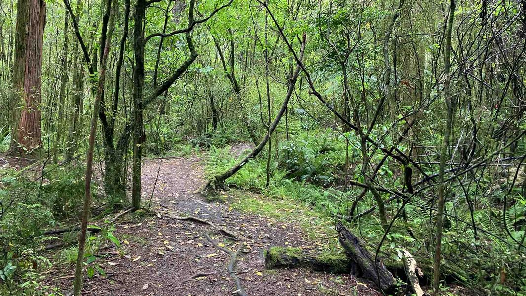Eves Valley Walk, walk in Tasman
