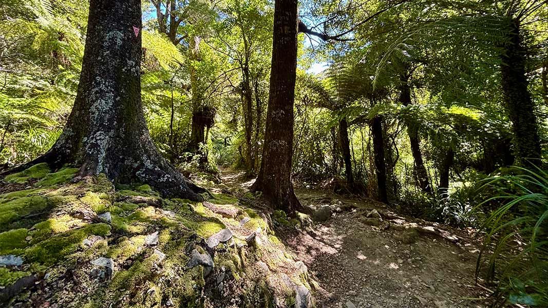 Five Mile Loop Track