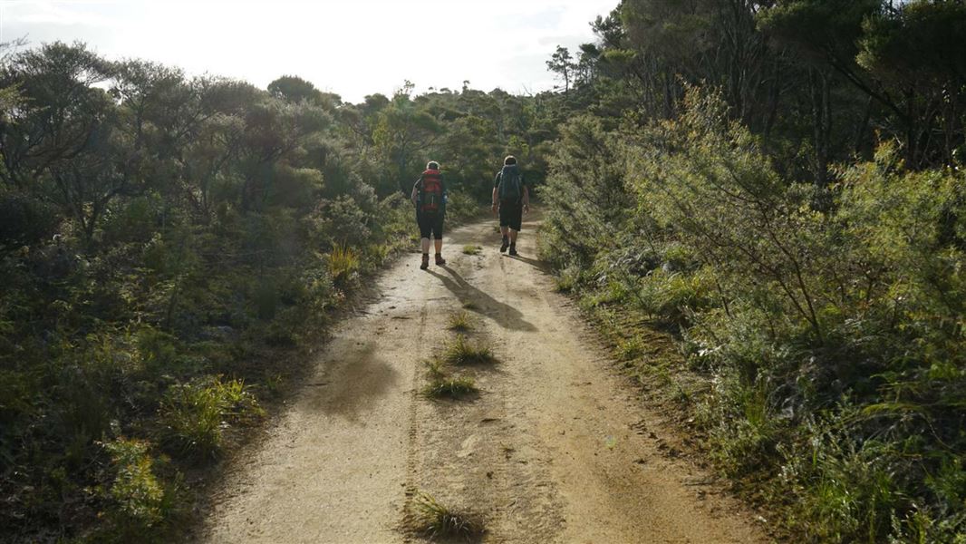 Forest Road (Port FitzRoy - Whangaparapara)