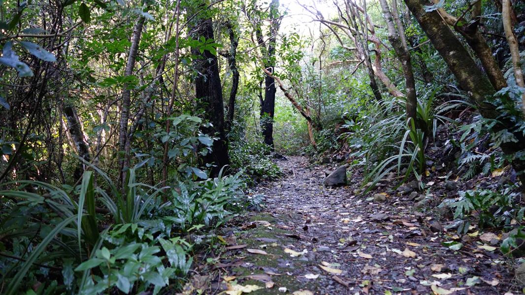 Forest Track