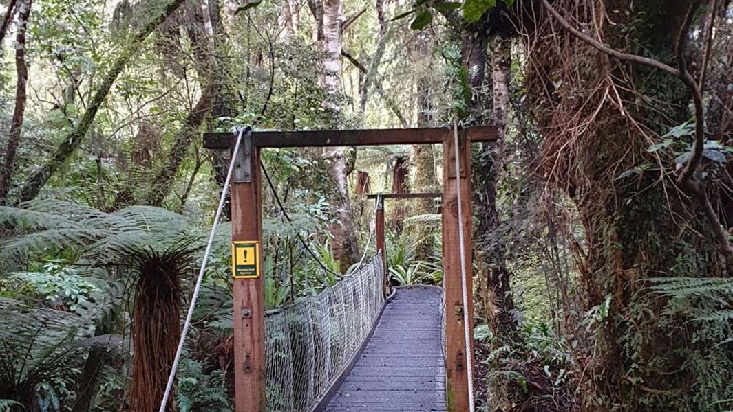 Forest Walk, walk in Southland