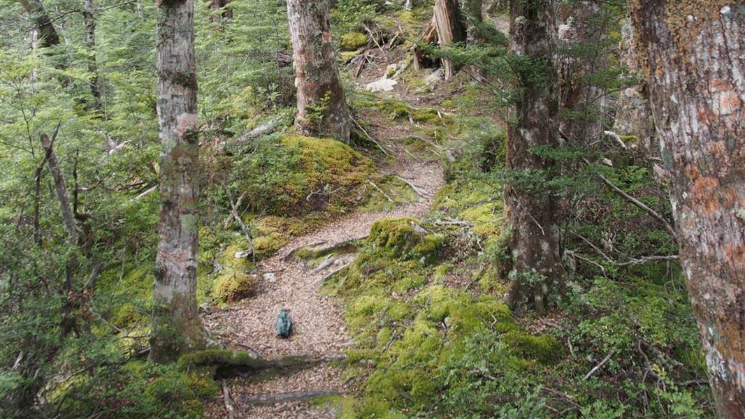 Glacier Burn Track