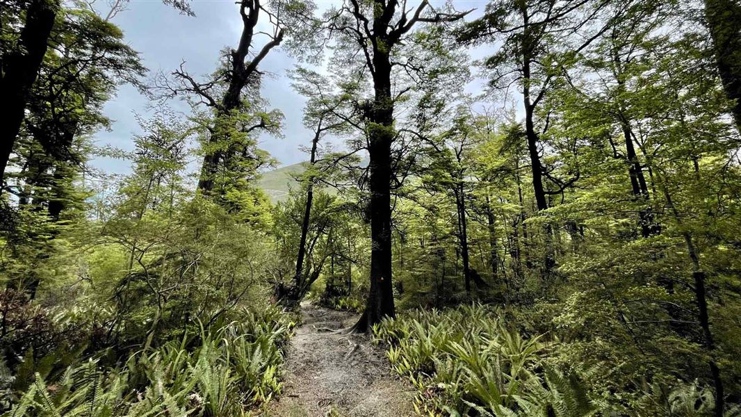 Glentui Loop Track, walk in Canterbury