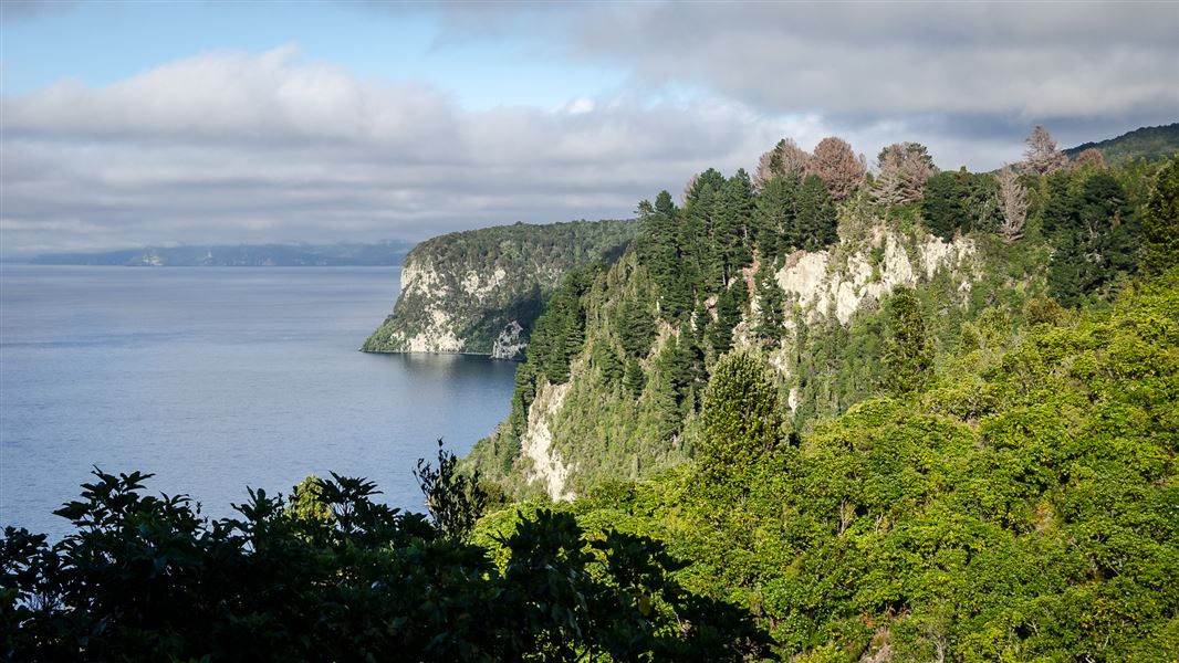 Whakaipo Bay tracks, walk in Waikato