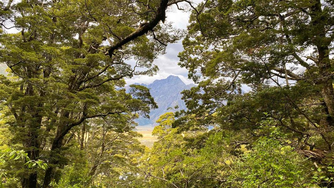 Governors Bush Walk