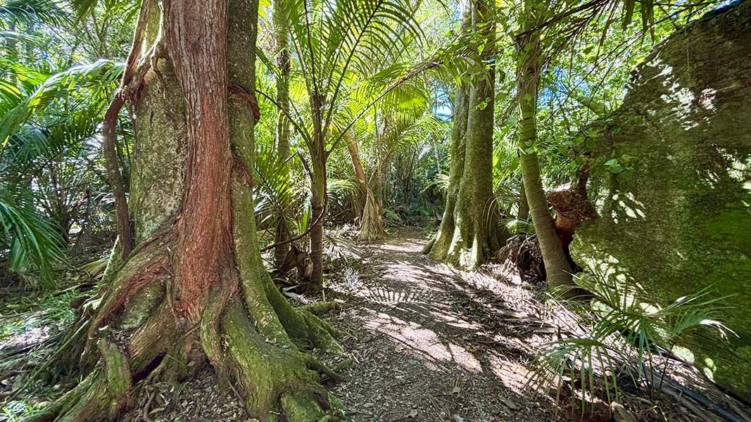 The Grove Scenic Reserve Walk