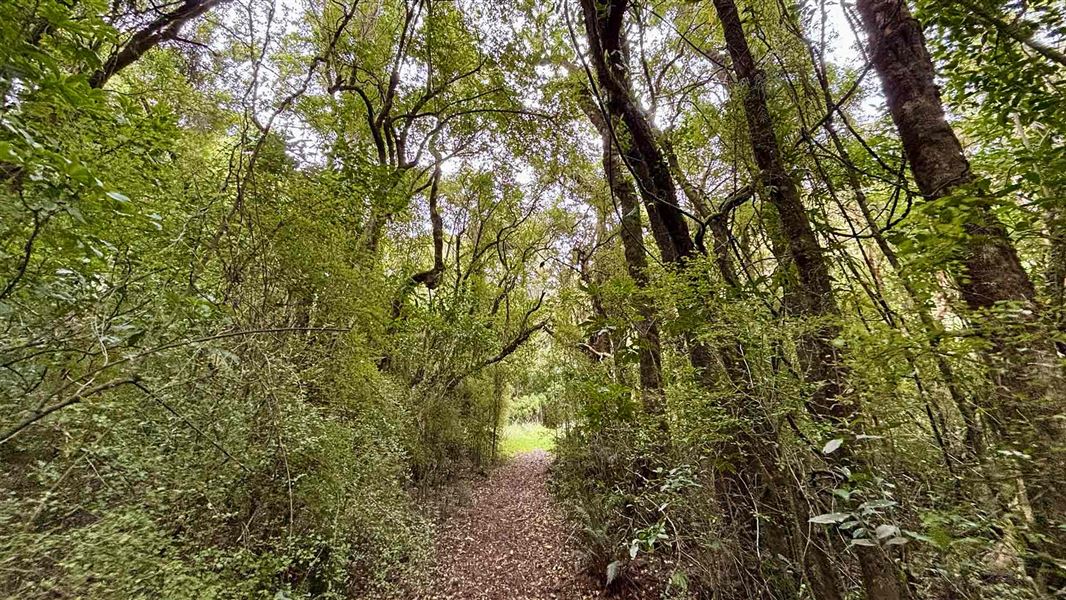 Gunns Bush Track, walk in Canterbury