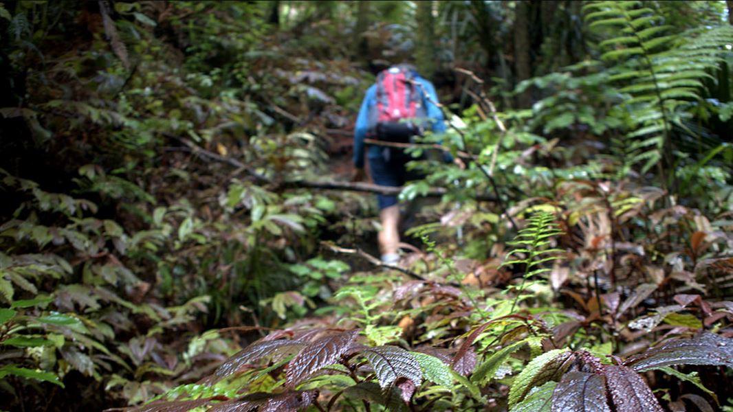 Hapuakohe Walkway, walk in Waikato
