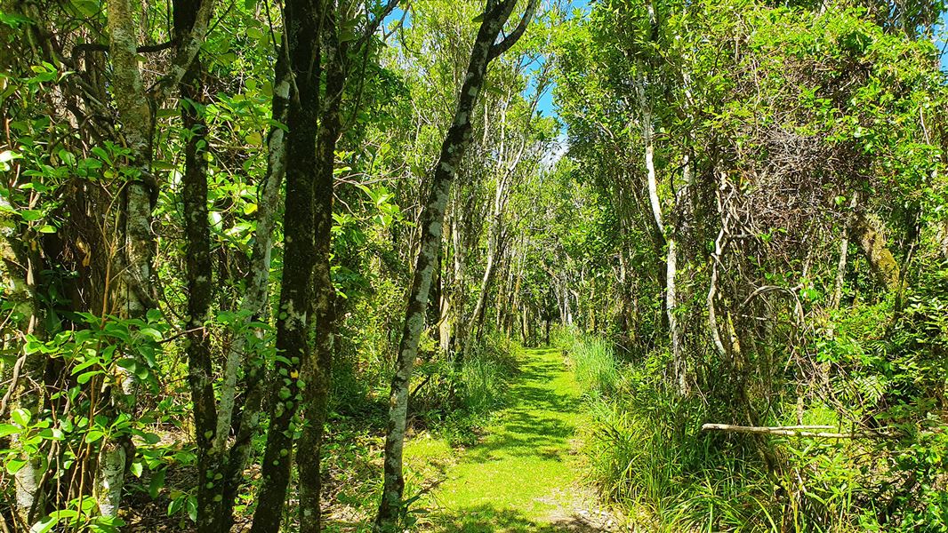 Hāpūpū/J.M. Barker Historic Reserve Walk, walk