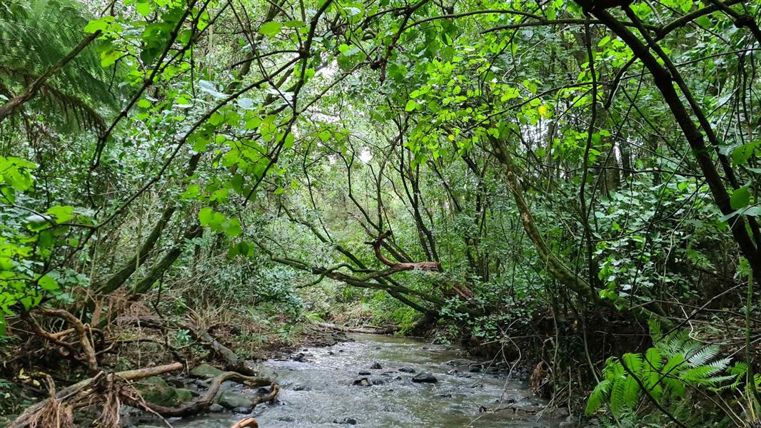 Hay Scenic Reserve walk