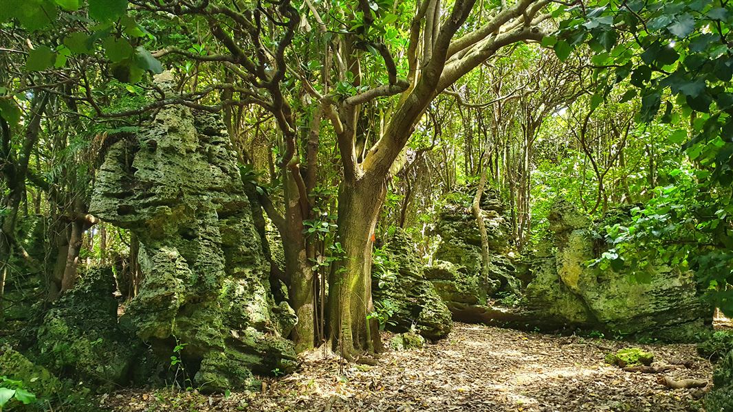 Henga Scenic Reserve Walk