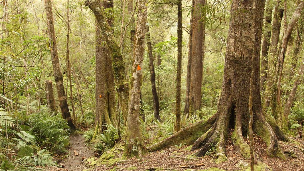 Holdsworth - Kaitoke Track