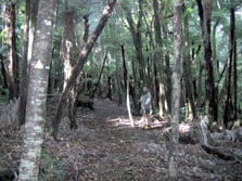 Horokaka Track