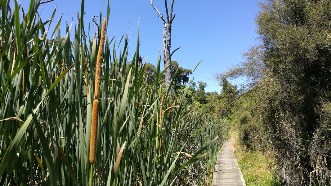 Kahikatea Walk, walk in Wellington